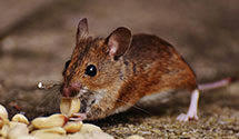 24 Hour & Emergency Exterminators in Thornton, CO